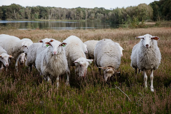 Schapen van Kemp vzw grazen op een Kempense Heide